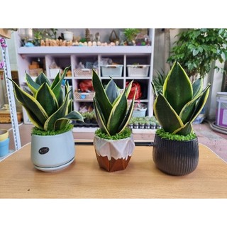 Cây lưỡi hổ để bàn