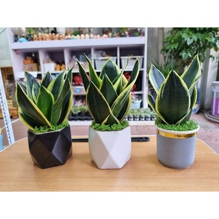 Cây lưỡi hổ để bàn