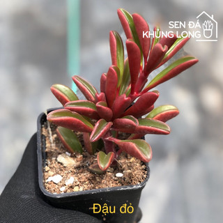 Sen đá đồng  giá 50k