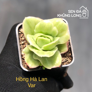 Sen đá đồng  giá 50k