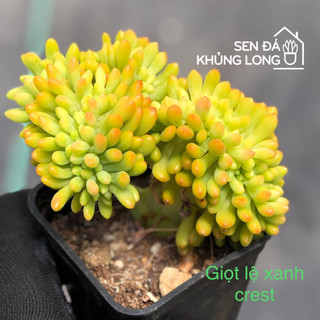Sen đá đồng  giá 50k