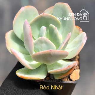 Sen đá đồng  giá 50k
