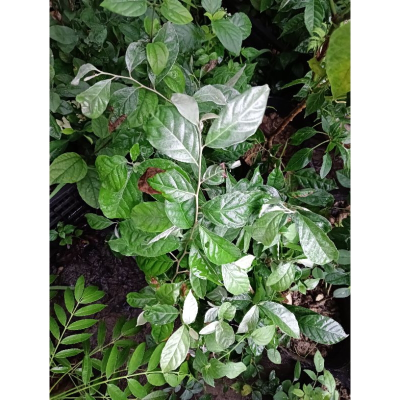 Cây giống nhót chua