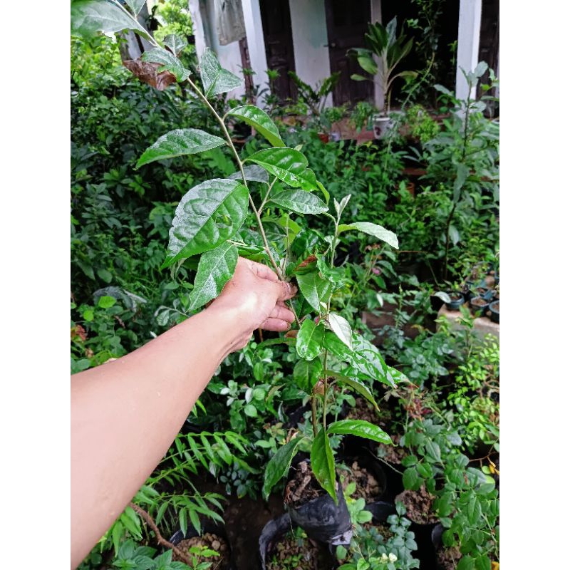 Cây giống nhót chua