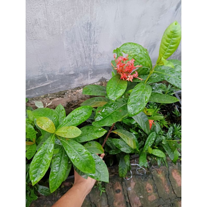 Cây giống mẫu đơn, bông trang đỏ