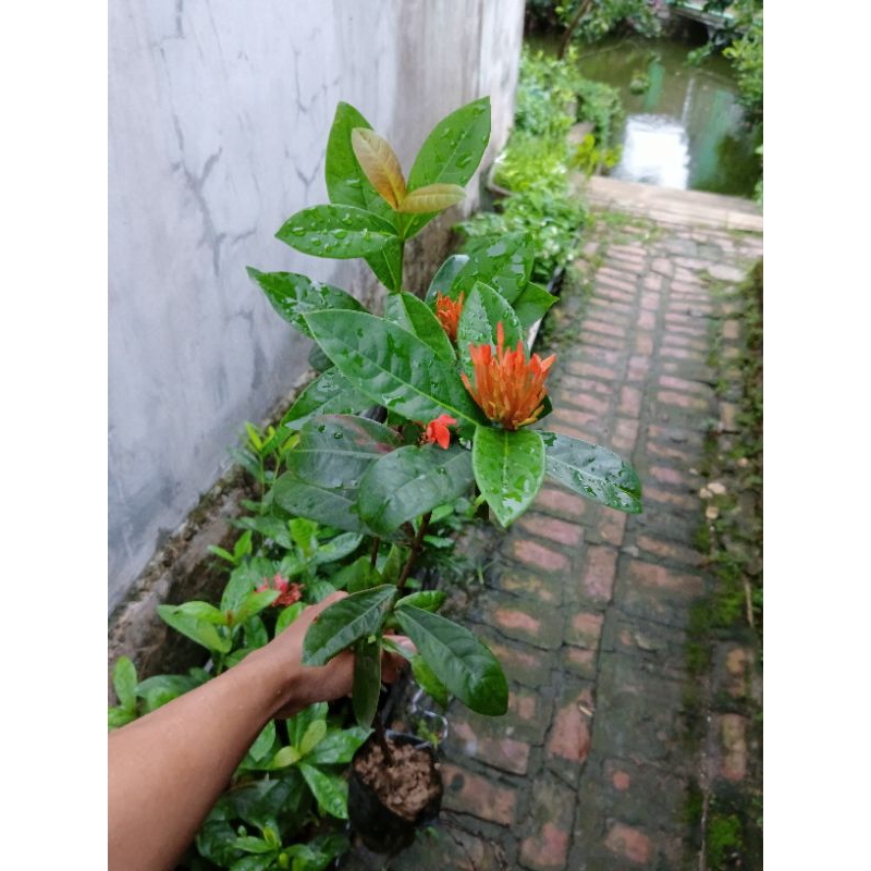 Cây giống mẫu đơn, bông trang đỏ