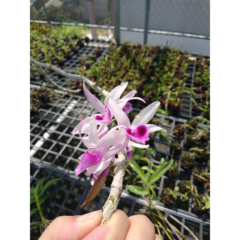 Nước hoa Colboy (hàng thái)