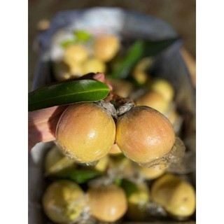 Cây mận lý...trái chín rất thơm