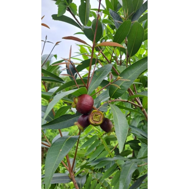 Cây mận lý...trái chín rất thơm