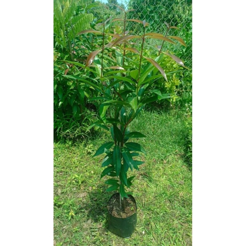 Cây mận lý...trái chín rất thơm