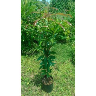 Cây 🌲 Mận Lý...