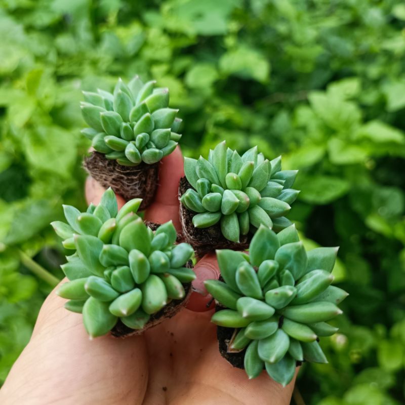 Sale 50%- Sen Đá Kim Cương Ruby Xanh.3_4 cm vỉ.