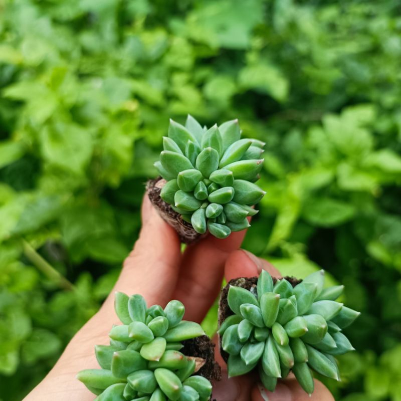 Sale 50%- Sen Đá Kim Cương Ruby Xanh.3_4 cm vỉ.