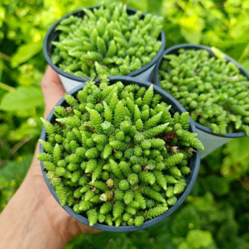 Sale 50%-Sen Đá Sedum Hoa Hồng siêu dễ thương 😍