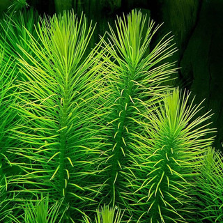 Pogostemon Erectus - Cây Thuỷ Sinh Liễu Bông - Cây Thuỷ Sinh