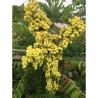 Cây chùm ruột chua