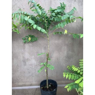 Cây 🌲 Chùm Ruột  chua 1m