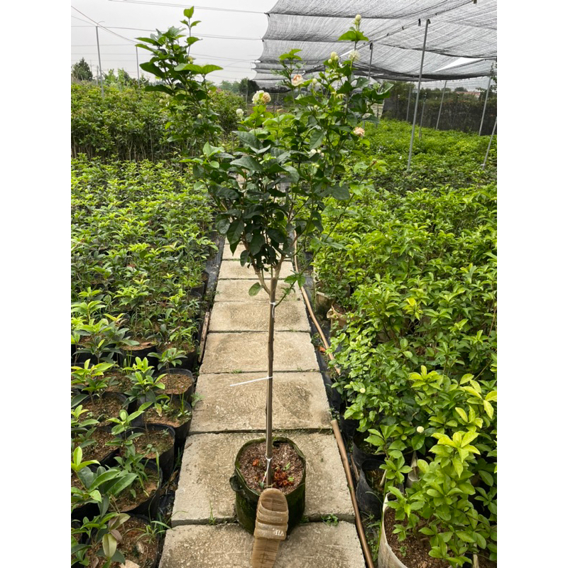 Cây hoa nhài kép 3 lá nhài ba lá dáng 1 thân nhài ba lá hoa kép siêu thơm