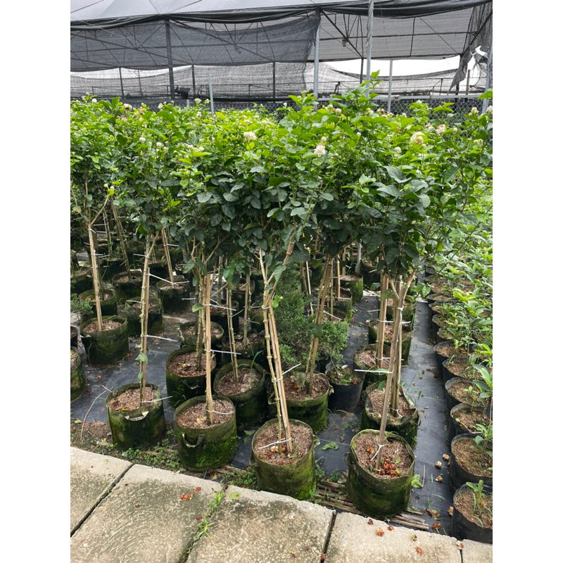 Cây hoa nhài kép 3 lá nhài ba lá dáng 1 thân nhài ba lá hoa kép siêu thơm