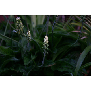 Chậu Long Môn Phụng Drimiopsis maculata Ledebouria petiolataDrimiopsis kirkii African Hosta