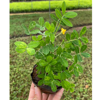 Cây cỏ lạc tiên hoa vàng nhiều nhánh