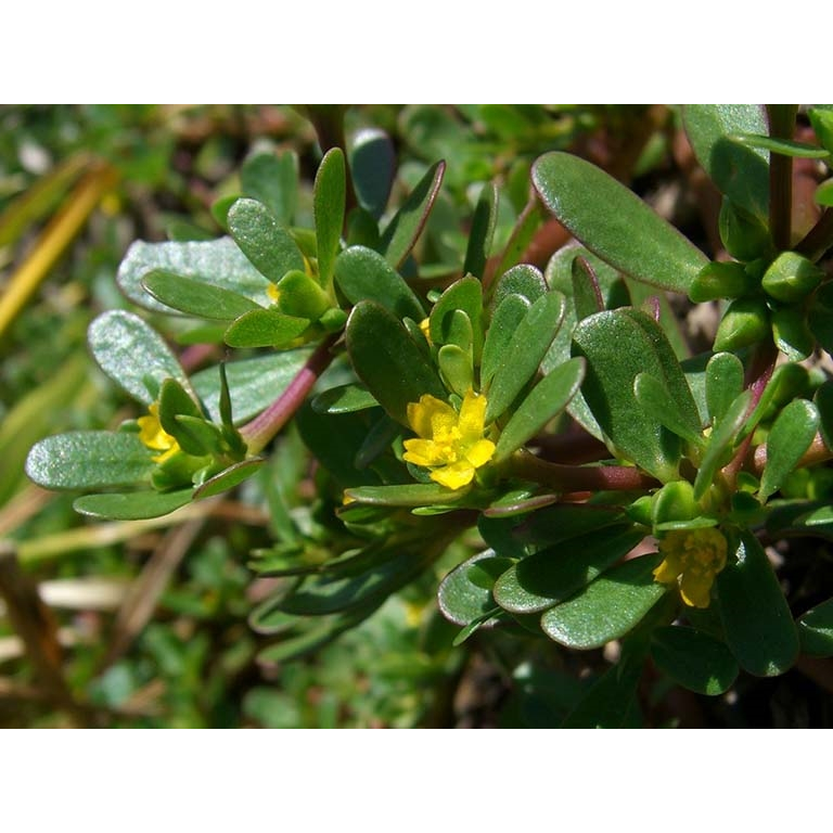 Hạt giống rau sam - gói 2 gam