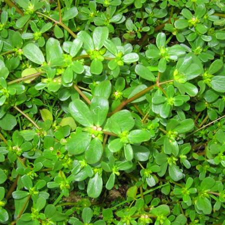 Hạt giống rau sam - gói 2 gam