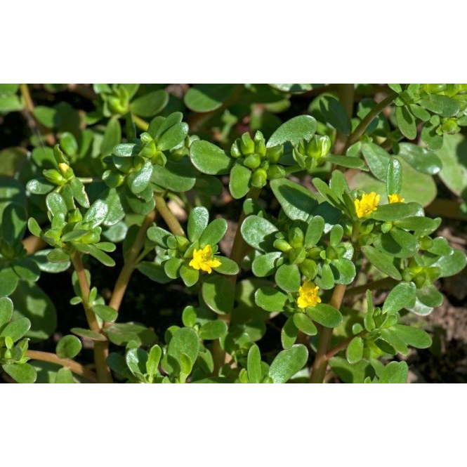 Hạt giống rau sam - gói 2 gam