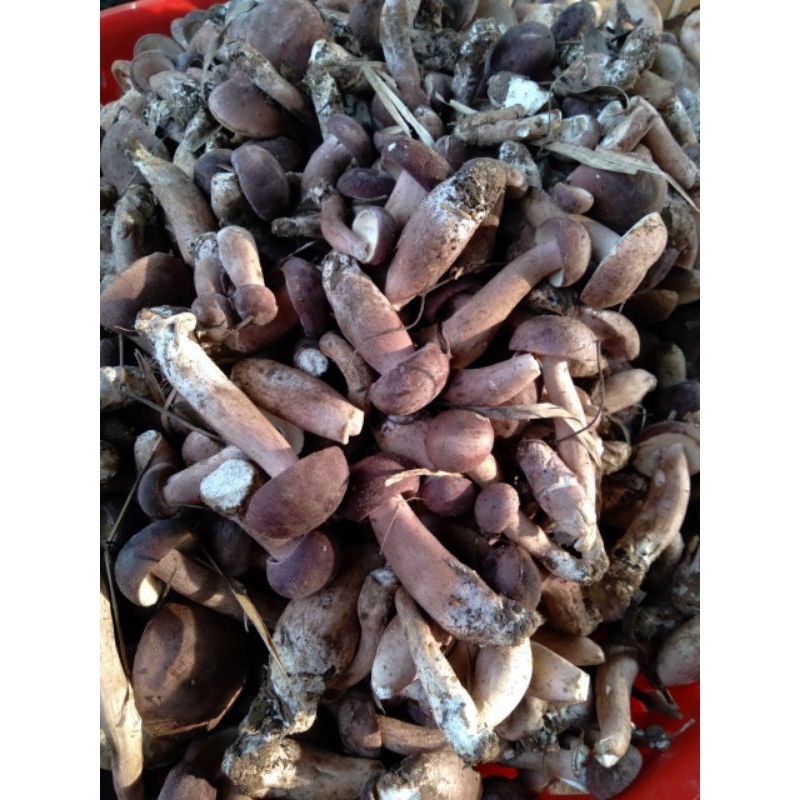 Nấm Tràm luộc và khô