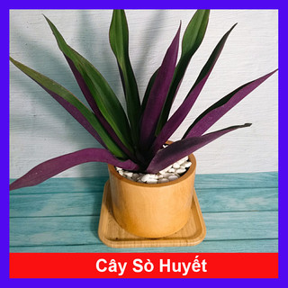 Cây Sò Huyết ( cây lẻ bạn ) - Cây cảnh mini