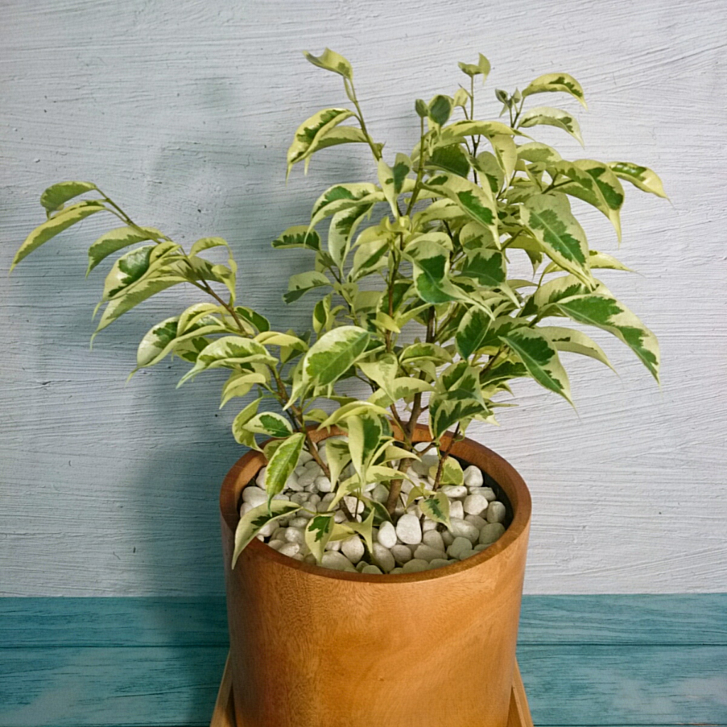 Cây Si Bonsai Cẩm Thạch - cây cảnh bonsai