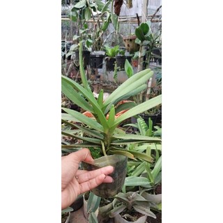 Hoa lan đuôi cáo thuần đẹp