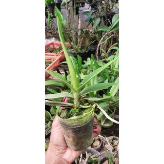 Hoa lan đuôi cáo thuần đẹp