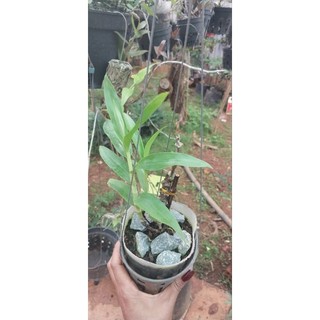 Hoa lan trúc phật bà trồng thuần