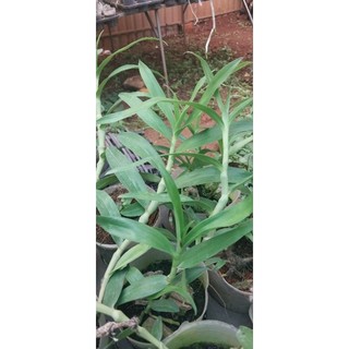 Hoa lan trúc phật bà trồng thuần