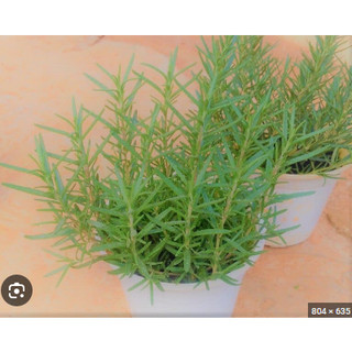 HƯƠNG THẢO CHẬU