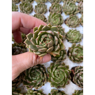 Cây sen đá ruby xanh size vỉ 3cm_🌱hàng sẵn vườn boybongarden
