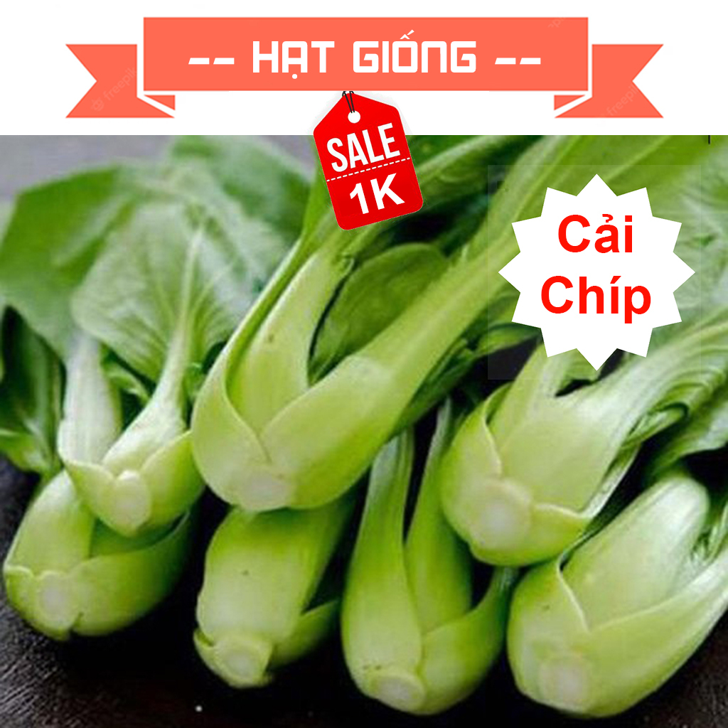 Hạt giống rau cải chíp (cải cải thìa - cải chít)