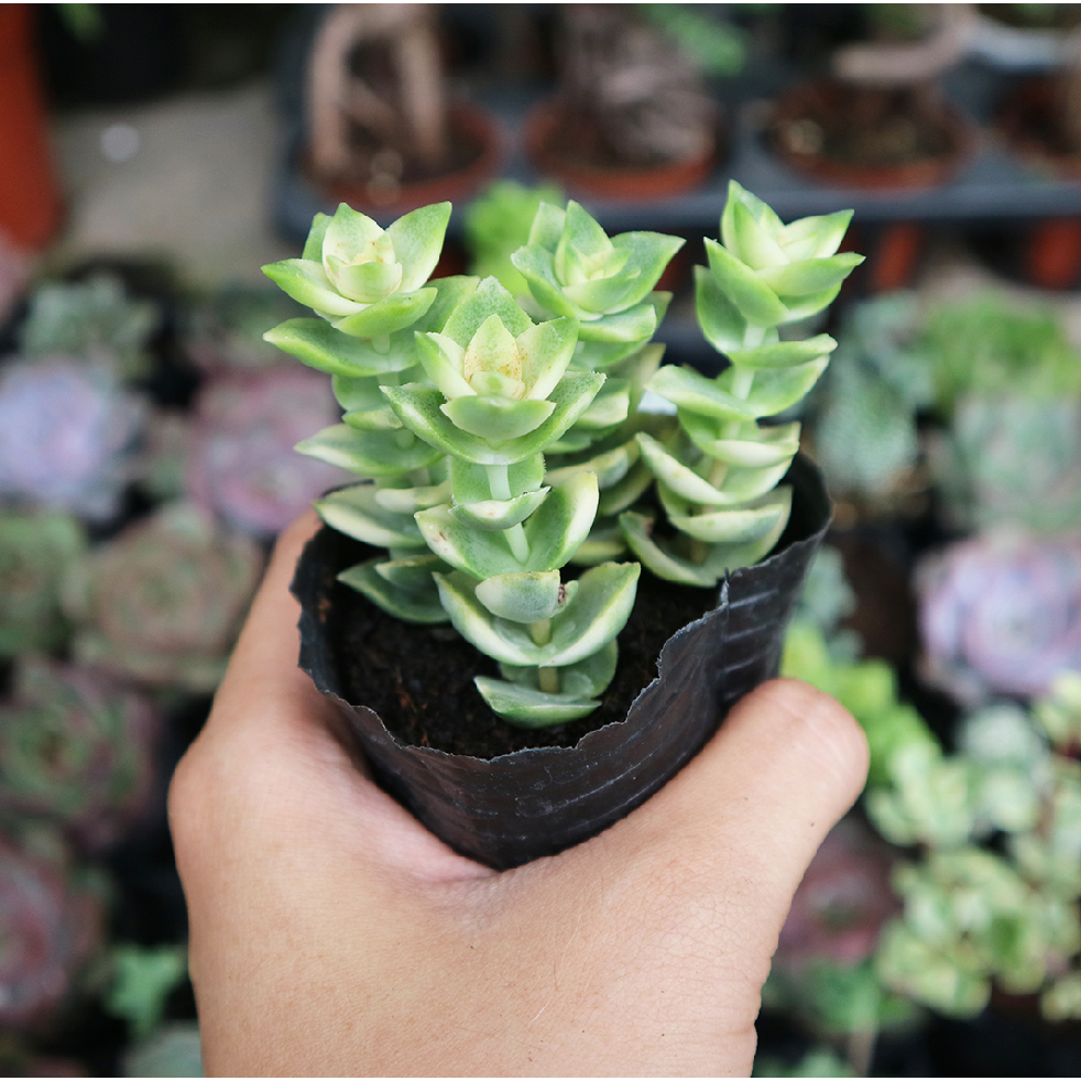 Sen đá xiên thịt | Crassula Perforata độc đáo cho các bạn thích sưu tầm
