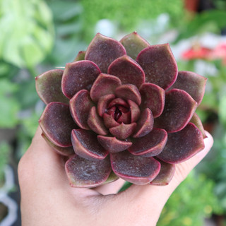 Sen đá Black Queen, nữ hoàng đen siêu đẹp, kích thước 6-7cm