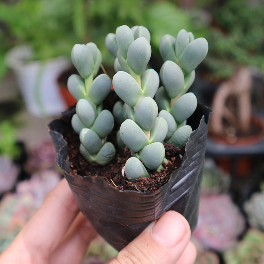 Sen đá lá tim lạ mắt, nhìn siêu yêu