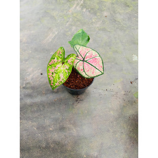 Chậu mềm caladium Thái mix màu