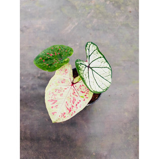 Chậu mềm caladium Thái mix màu