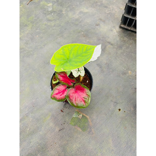 Chậu mềm caladium Thái mix màu