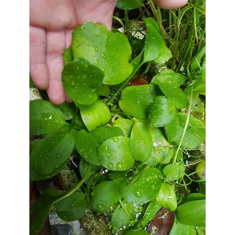 Bèo nhật thủy sinh