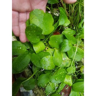 Bèo nhật thủy sinh