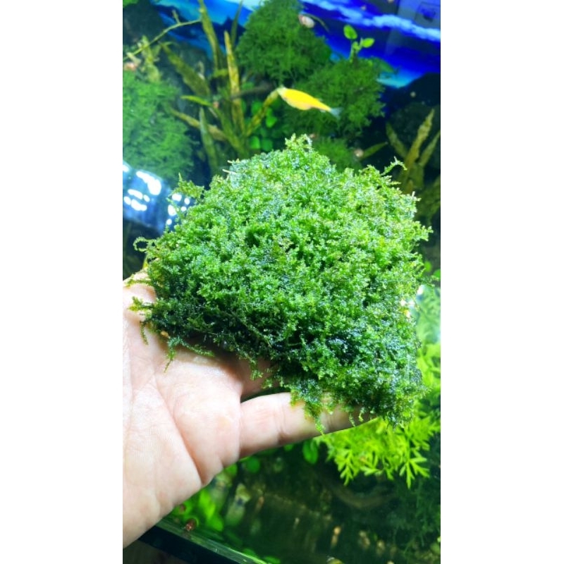 Rêu mini taiwan