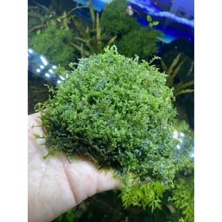 Rêu mini taiwan