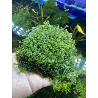 Rêu mini taiwan