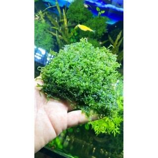 Rêu mini taiwan